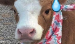 娱乐吃瓜酱小猫刀,揭秘娱乐圈背后的刀光剑影