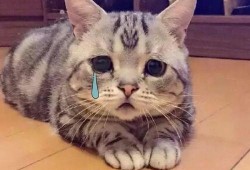 吃瓜群众视频猫咪表情包,吃瓜群众的萌态演绎