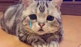 吃瓜群众视频猫咪表情包,吃瓜群众的萌态演绎