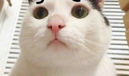 吃瓜群众视频猫咪表情包,吃瓜群众的萌态演绎