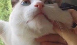 吃瓜群众视频猫咪表情包,吃瓜群众的萌态演绎