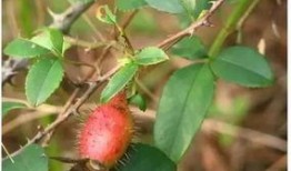 娱乐吃瓜菌子,揭秘娱乐圈那些不为人知的幕后故事