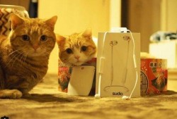 娱乐吃瓜茶小猫,揭秘茶小猫的瓜界传奇