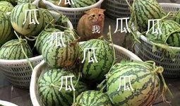 娱乐吃瓜头像高清图片,带你领略潮流风尚