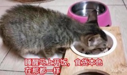 娱乐吃瓜酱小猫刀,揭秘娱乐圈背后的刀光剑影