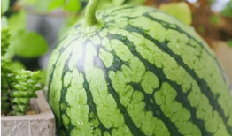 吃瓜现象,揭秘网络时代的围观文化现象